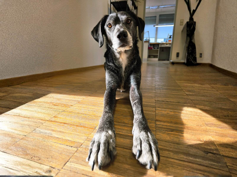 Lucky der Praxishund